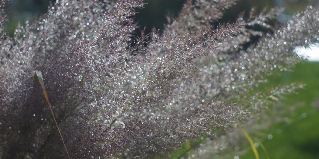 Вейник, который светится изнутри. Моя находка для тенистого сада