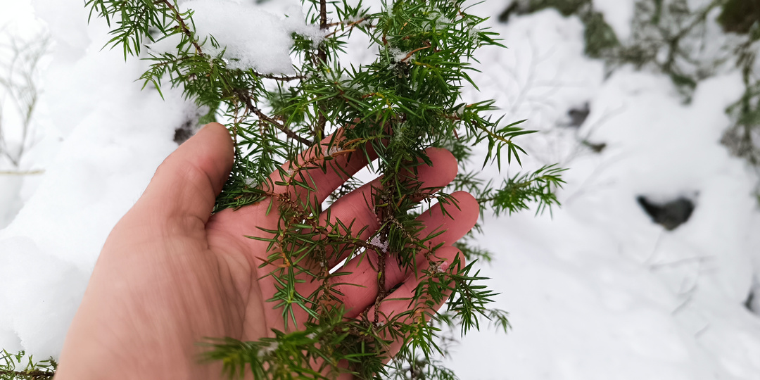 Зимний лес — чайная плантация: что собрать в январе, пока всё в снегу
