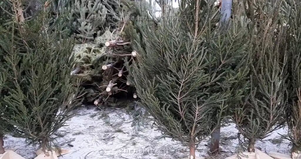 Куда девать елку после праздников? Я делаю из нее удобрение