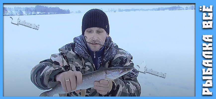 Тихая охота: Ловля щуки в январе на жерлицы. Когда хищница клюет в глухозимье