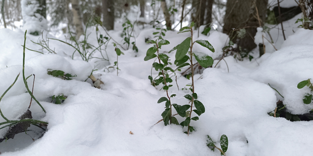Брусничный чай: как превратить зимнюю прогулку в чаепитие