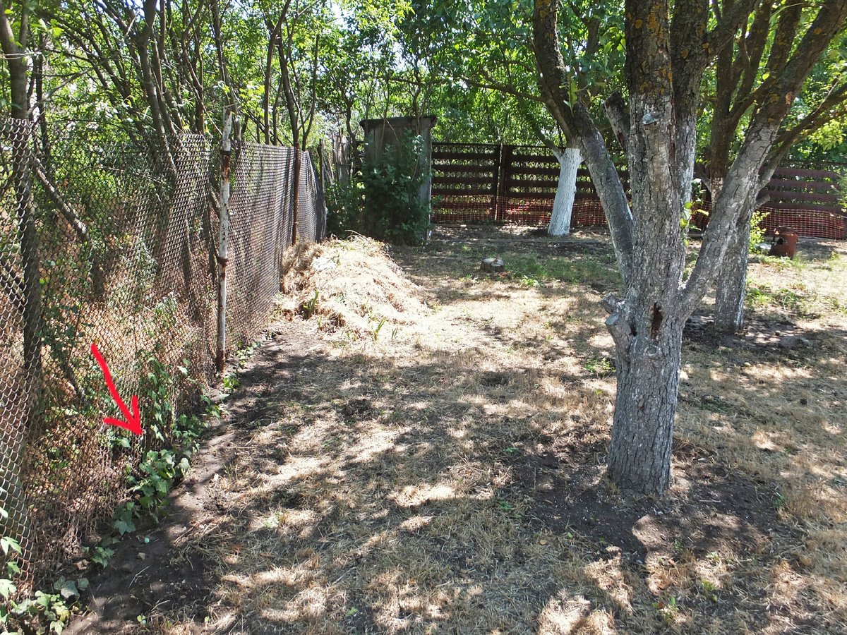 Вот так выглядел посаженный плющ в 2020 году