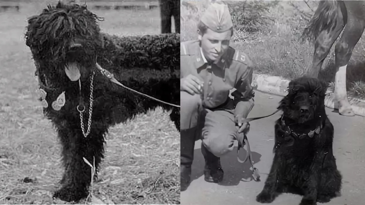 Русский чёрный терьер