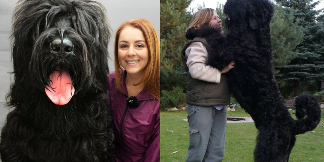 Русский чёрный терьер: 10 интересных фактов о собаке