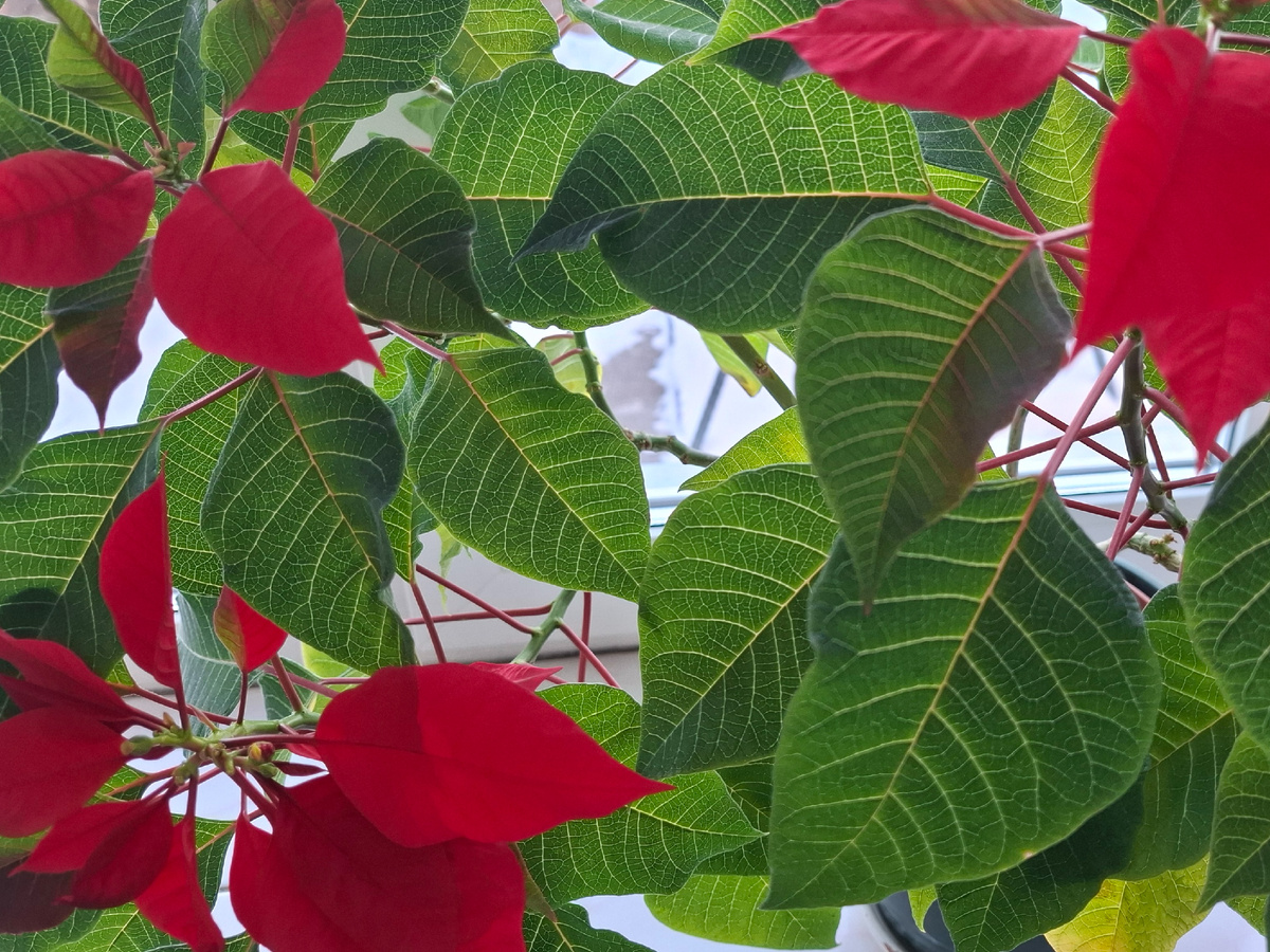 Цветёт пуансеттия