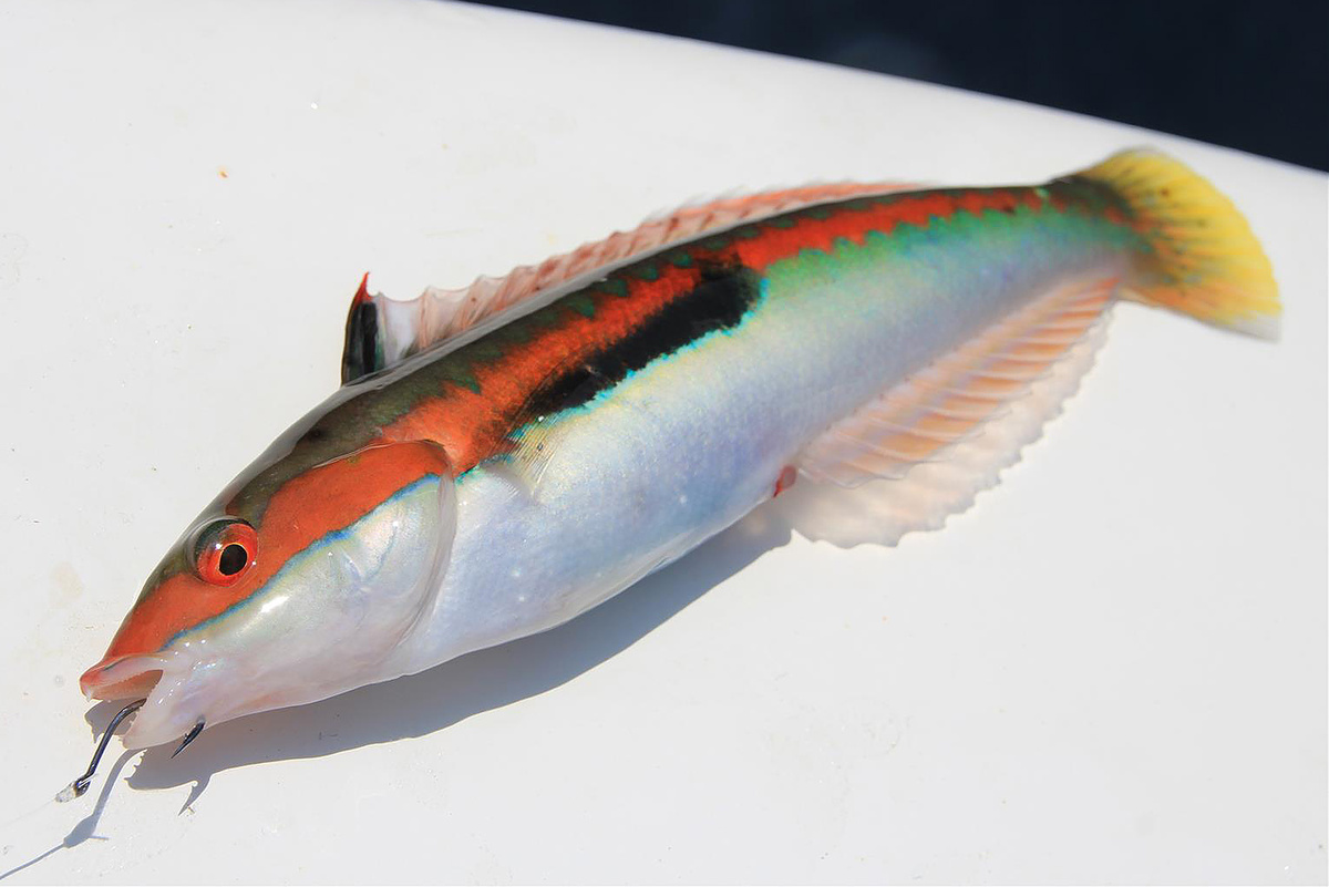 Морской юнкер.