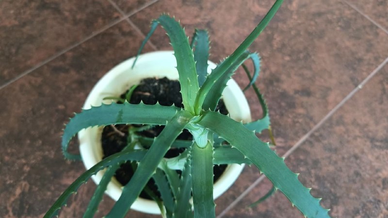 Алоэ: колючий лекарь на подоконнике, который переживет нас всех