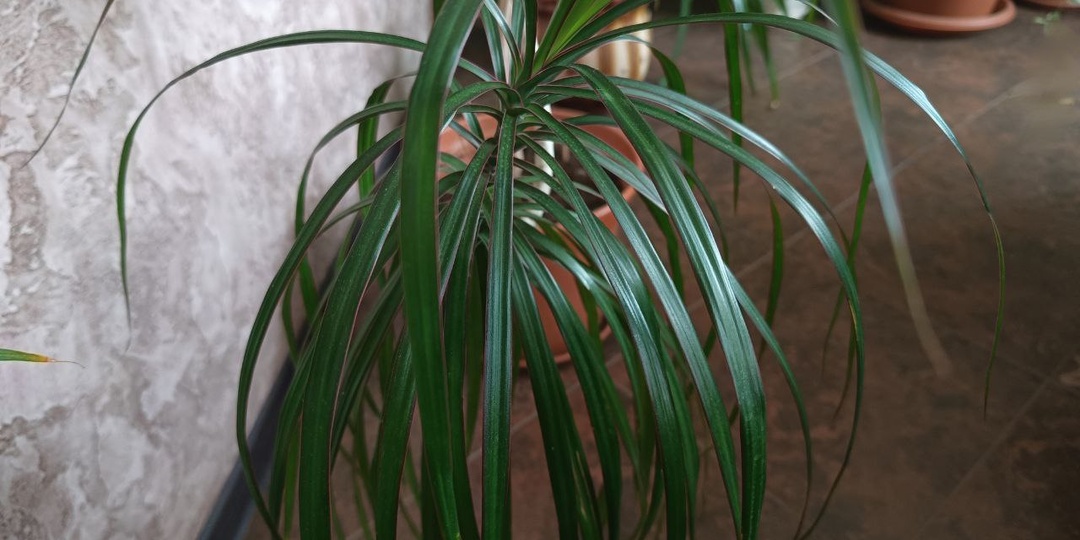 Драцена: мой опыт выращивания тропической красавицы