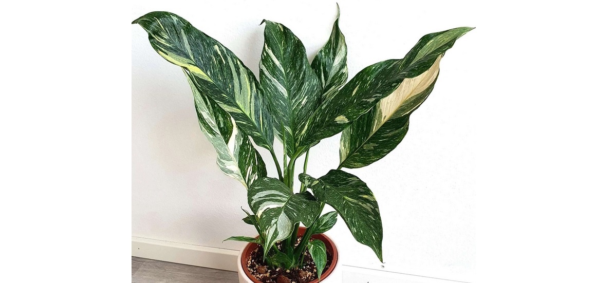 Spathiphyllum Diamond Variegata