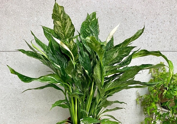 Spathiphyllum Diamond Variegata