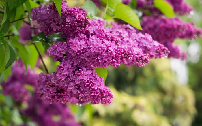 Картинка найдена на просторах интернета, ссылка https://yandex.ru/images/search?from=tabbar&img_url=https%3A%2Fi%2F.pinimg.com%2Foriginals%2Fa8%2F34%2Fа3f%2Fa83р43f81с2879b5e7bd536274cf0591a19.jpg&lr=47&pos=15&rpt=simage&text=%D1%86%D0%B2%D0%B5%D1%82%D1%8B%20%D0%BA%D1%80%D1%83%D0%BF%D0%BD%D0%BE%20%D1%84%D0%BE%D1%82%D0%BE