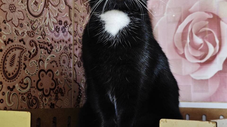 Ищет дом кошка Агата, ~ 3 года, стерилизована, привита, обработана