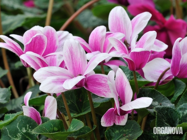 В природе
Цветы цикламена часто обладают тонким изысканным «бумажным» ароматом. Это характерно для некоторых видов растения, например:
Цикламен критский — бледно-лиловые цветы очень ароматны, цветение приходится на короткий период — с апреля по май. 
Цикламен европейский (австрийская фиалка) — цветы очень ароматны, цветут с начала лета и почти до конца осени. 