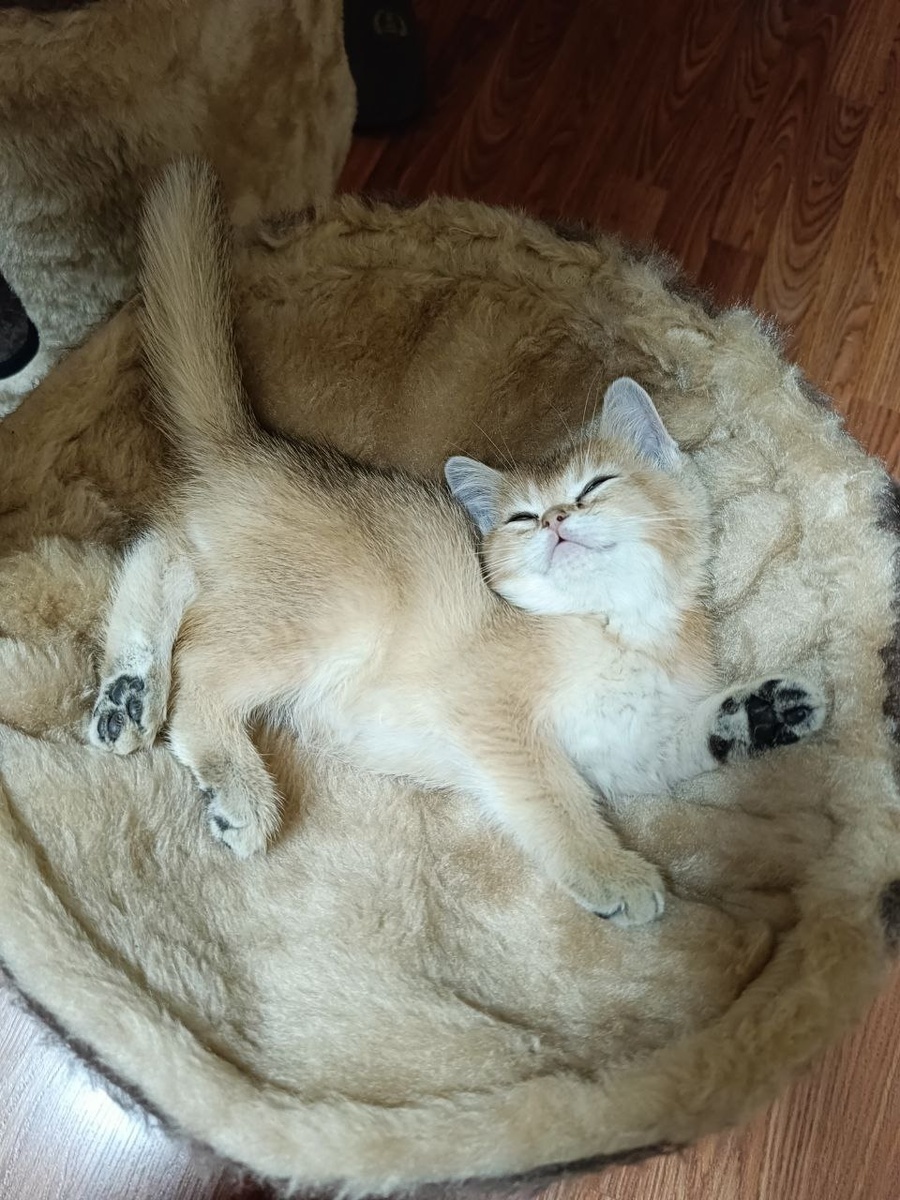 Фокс в детстве