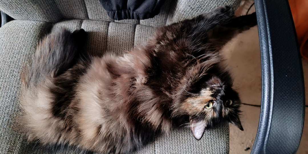 Хранительница старого дома: почему моя кошка игнорирует печь и спит в «аномальной» зоне