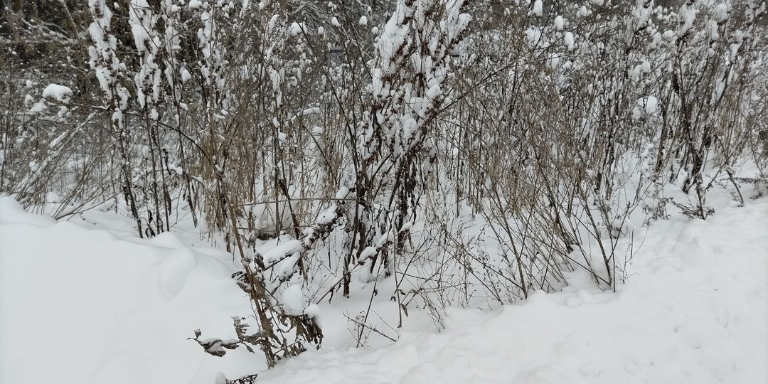 Сердце сироты. Глава 11.