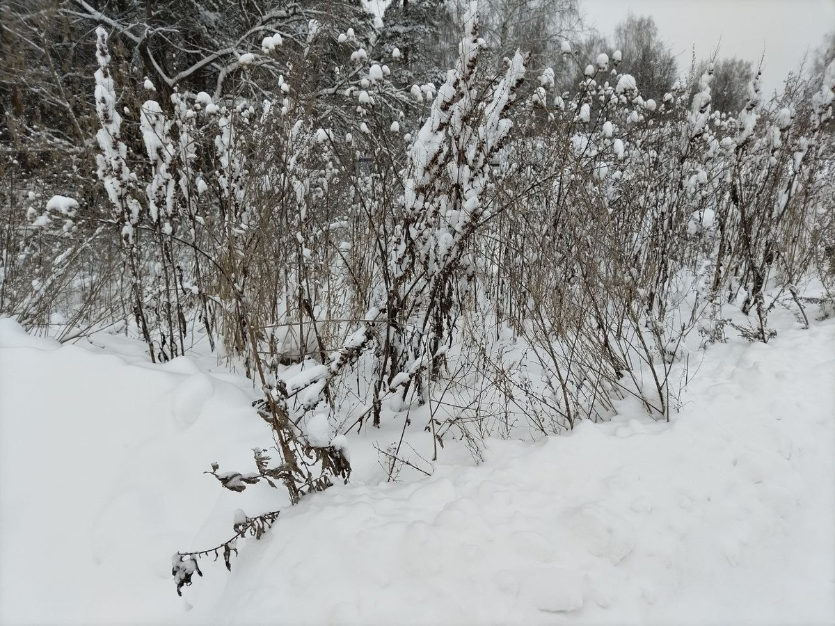 Фото автора.