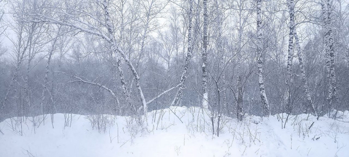 Зима в березовой роще возле нашей дачи