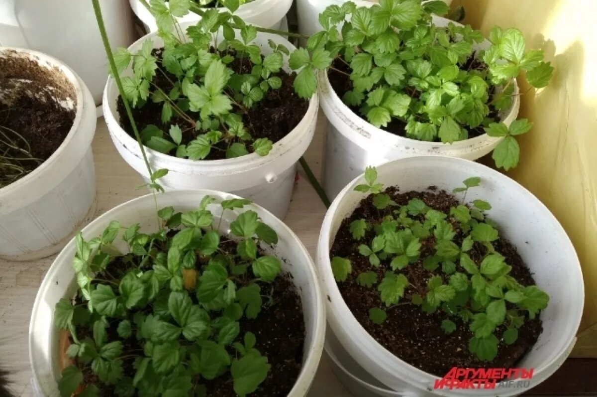    Тюменский агроном рассказала, как вырастить домашнюю зелень