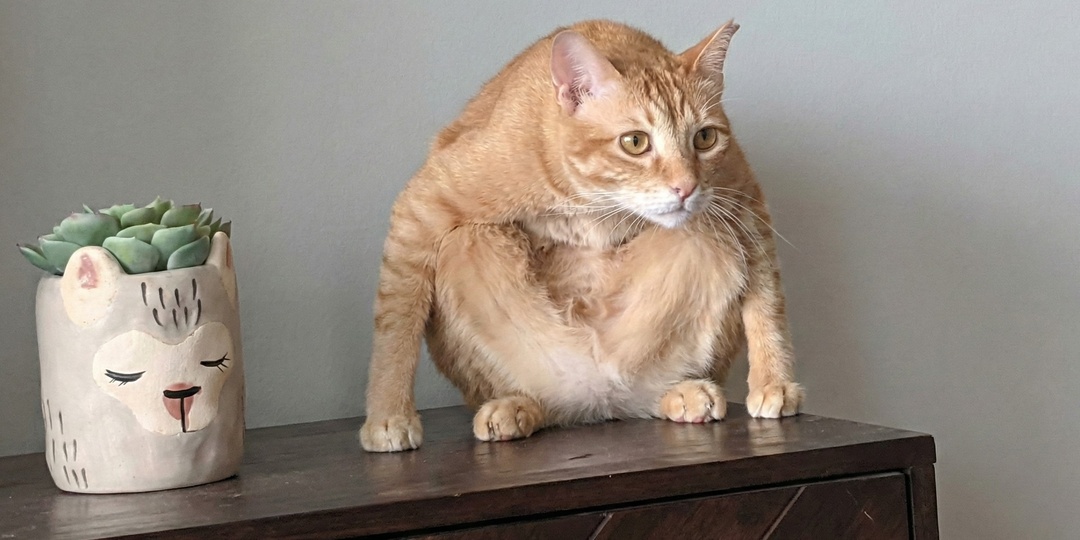 И что ты мне сделаешь: кошки доводят хозяев до нервного смеха по 5 причинам