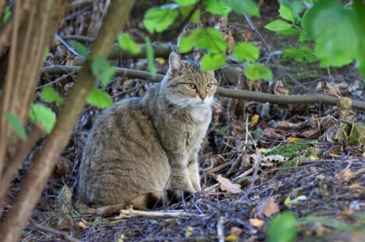    BBC: в Европе расплодились считавшиеся вымершими лесные коты