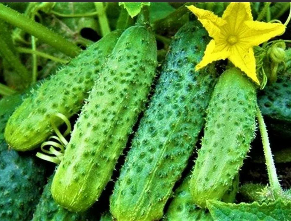 Фотография из интернета