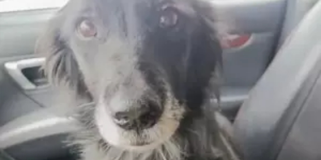 В Шахтах волонтеры спасли собаку, которую оставили погибать на морозе