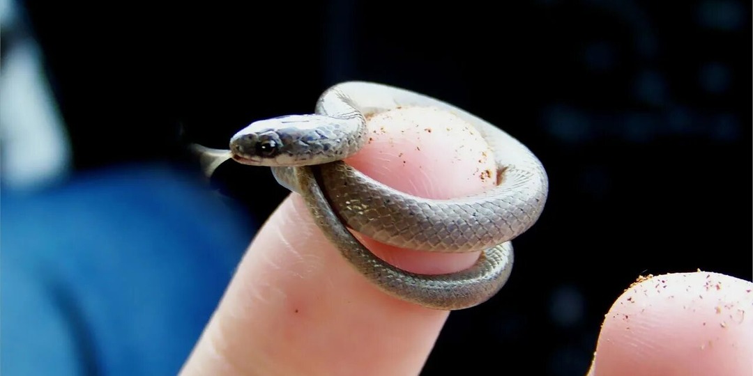 Барбадосская нитевидная змея: самое маленькое пресмыкающееся планеты