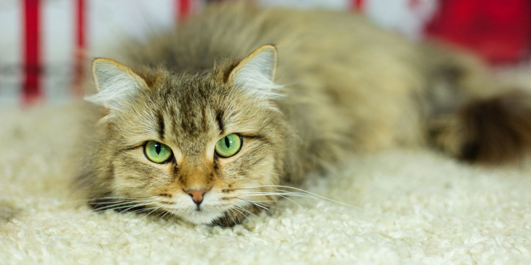 Анфиса - кошечка, которая явно знала, что такое дом.