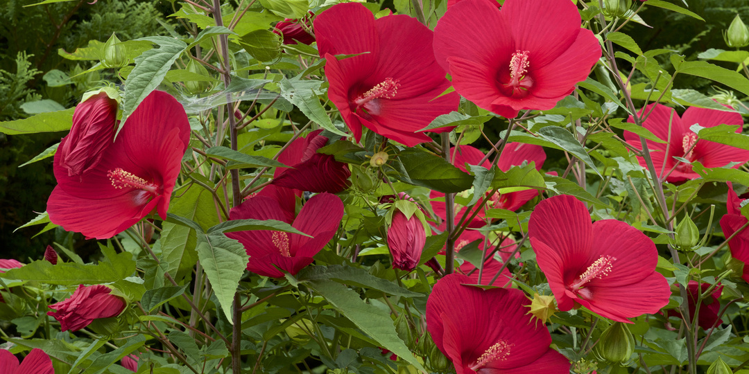 Подбираем по сходству: лиственные кустарники для южных и северных дач