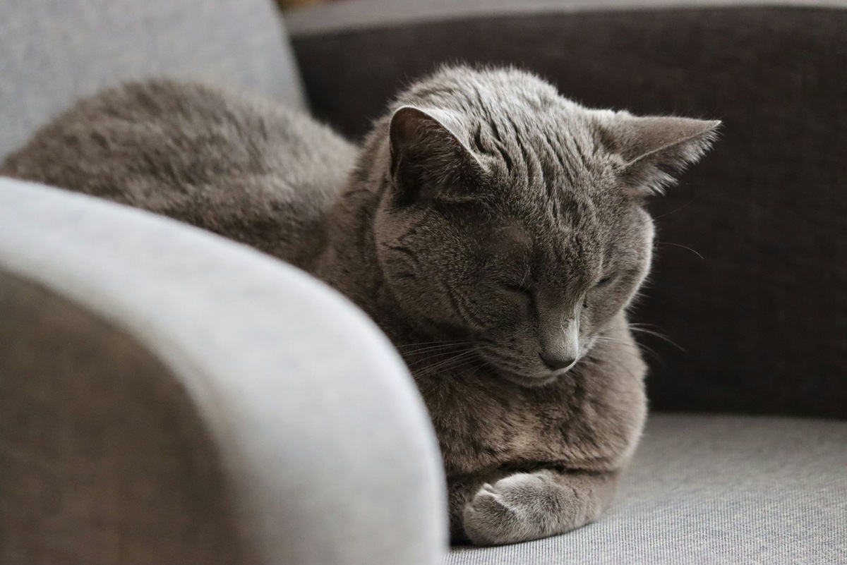    Причины кошачьего храпа не всегда патологические