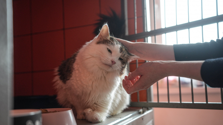    Фото: ИЗВЕСТИЯ/Павел Волков