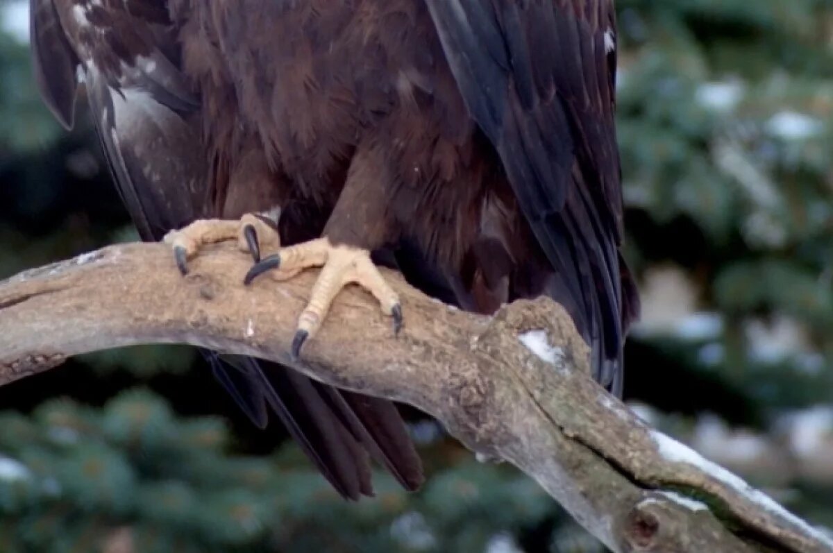    Отправленный в Тульскую область орёл-могильник будет проходить реабилитацию