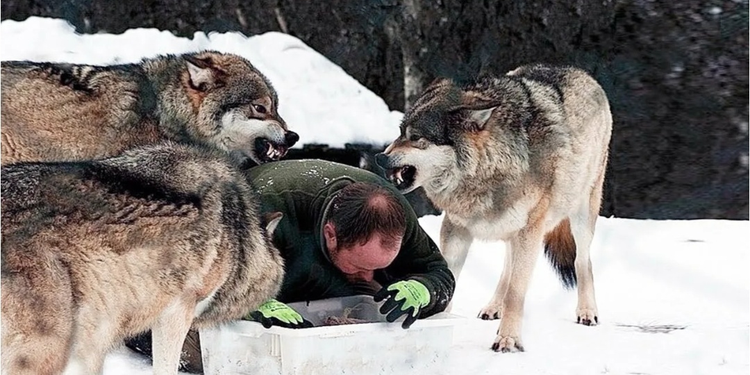 Хочу погладить! Или почему встреча с волком «голыми руками» — худшая идея в вашей жизни