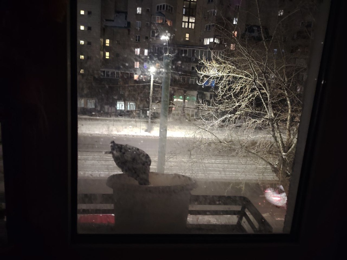 сегодня последняя птичка прилетела перед отлётом на сон.