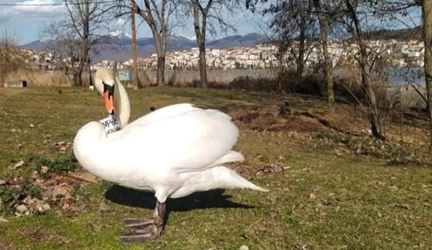 Говорят, наш крылатый критянин даже в воду не желал заходить, тоскуя о погибшей любимой