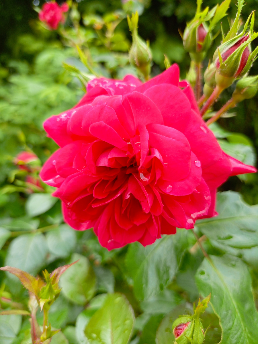 Sangria (относится к флорибундам) - на штаме намного эффектнее, чем в кустовой форме