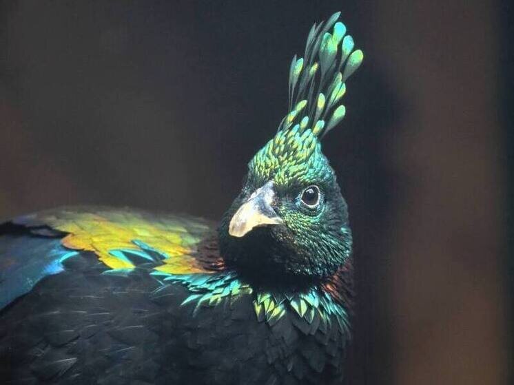     Увидеть новых пернатых питомцев можно в вольере напротив павильона «Хищные звери», недалеко от бассейна белого медведя. Фото: пресс-служба Ленинградского зоопарка