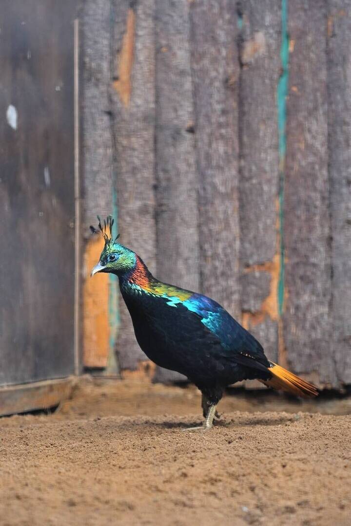     Фото: пресс-служба Ленинградского зоопарка
