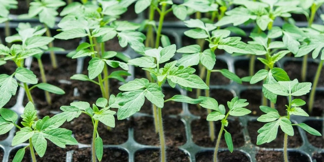 Нашёл пакетик томатов 2020 года: замочил в “копейках” из аптеки — взошли щёткой через 3 дня