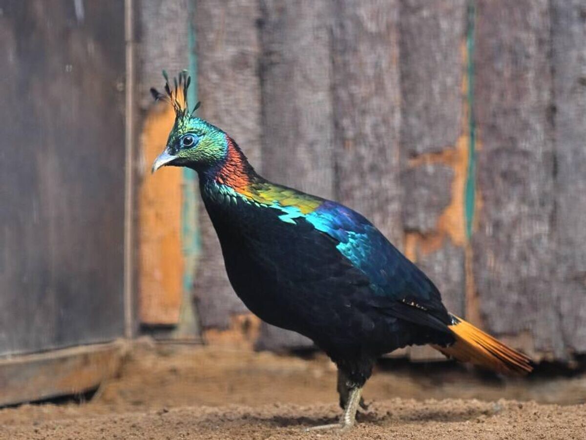    Самец гималайского монала | © Фото : Ленинградский зоопарк