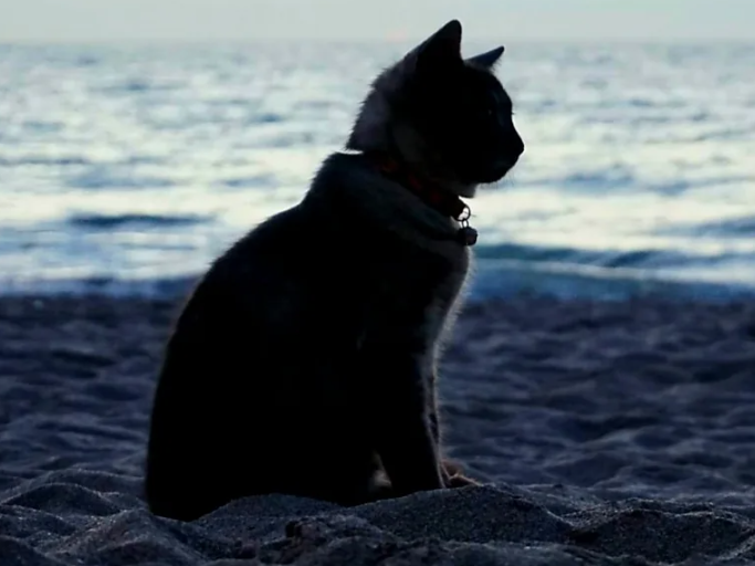 В последний путь: как кошки ведут себя перед смертью?