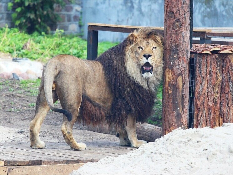     Фото: официальный телеграм-канал Калининградского Зоопарка