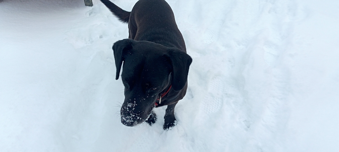Черный пёс, снежный нос. Нас засыпало снегом