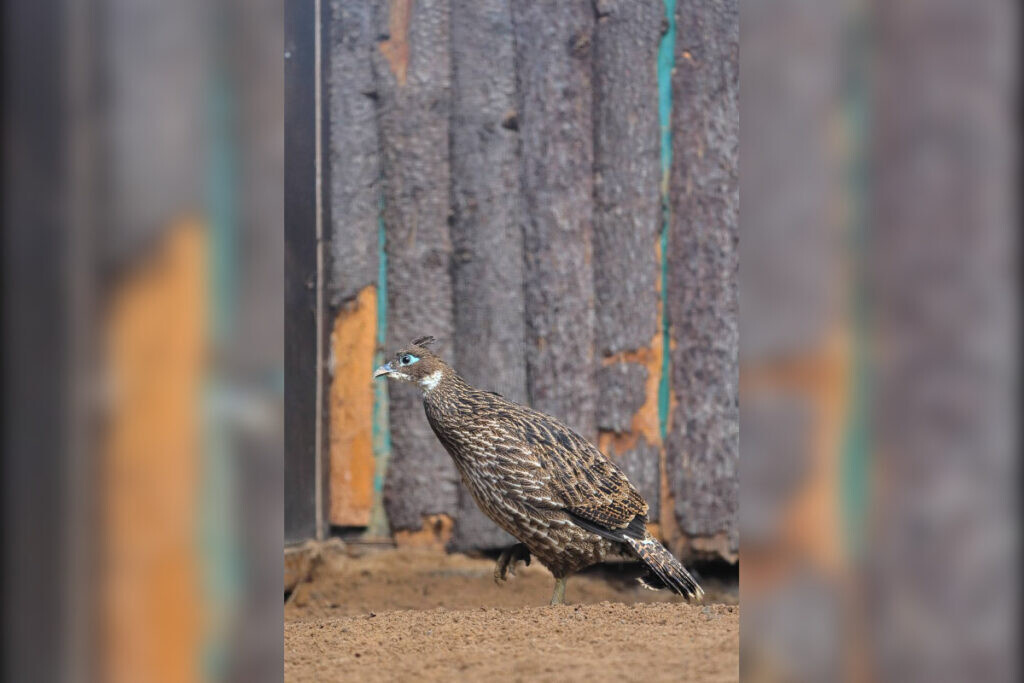    Фото: пресс-служба Ленинградского зоопарка