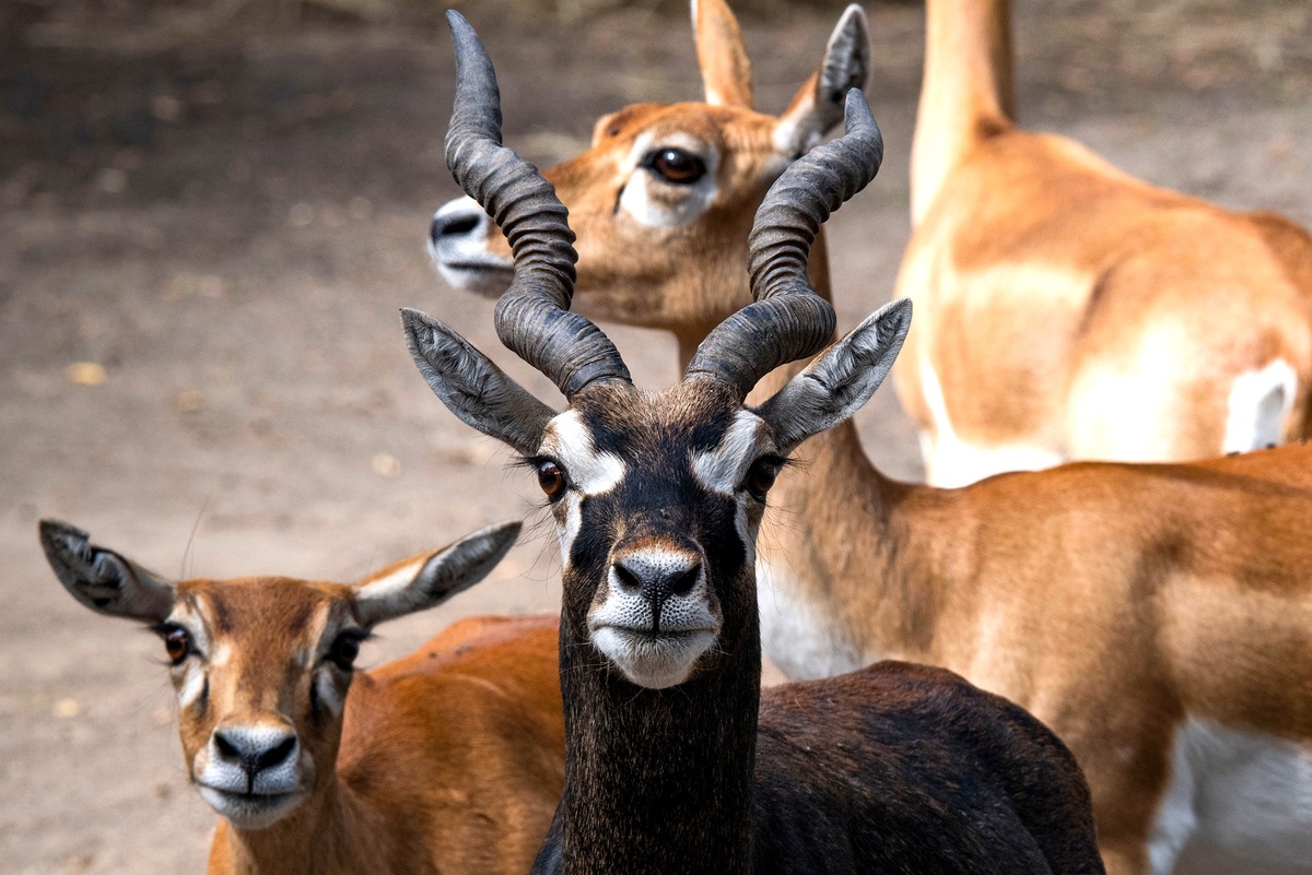   Дмитрий Макеев/ РИА Новости