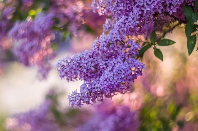    К чему снится сирень?