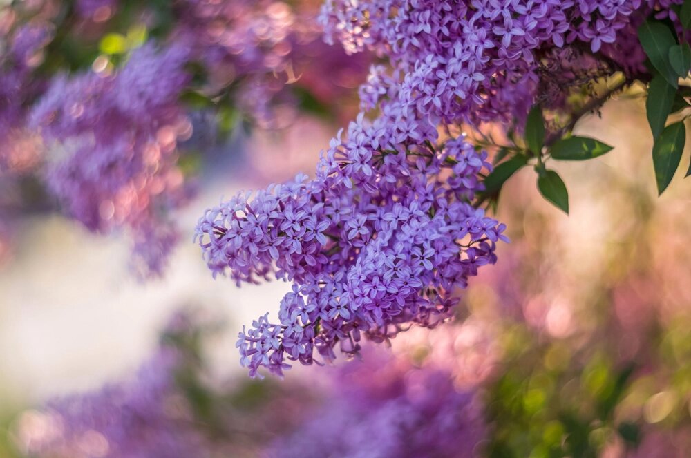    Сирень. Фото: istockphoto.com