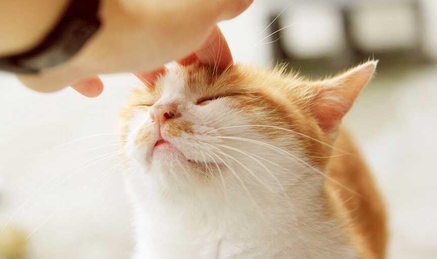 Что кошка на самом деле чувствует, когда вы её гладите — и почему иногда ей это не нравится