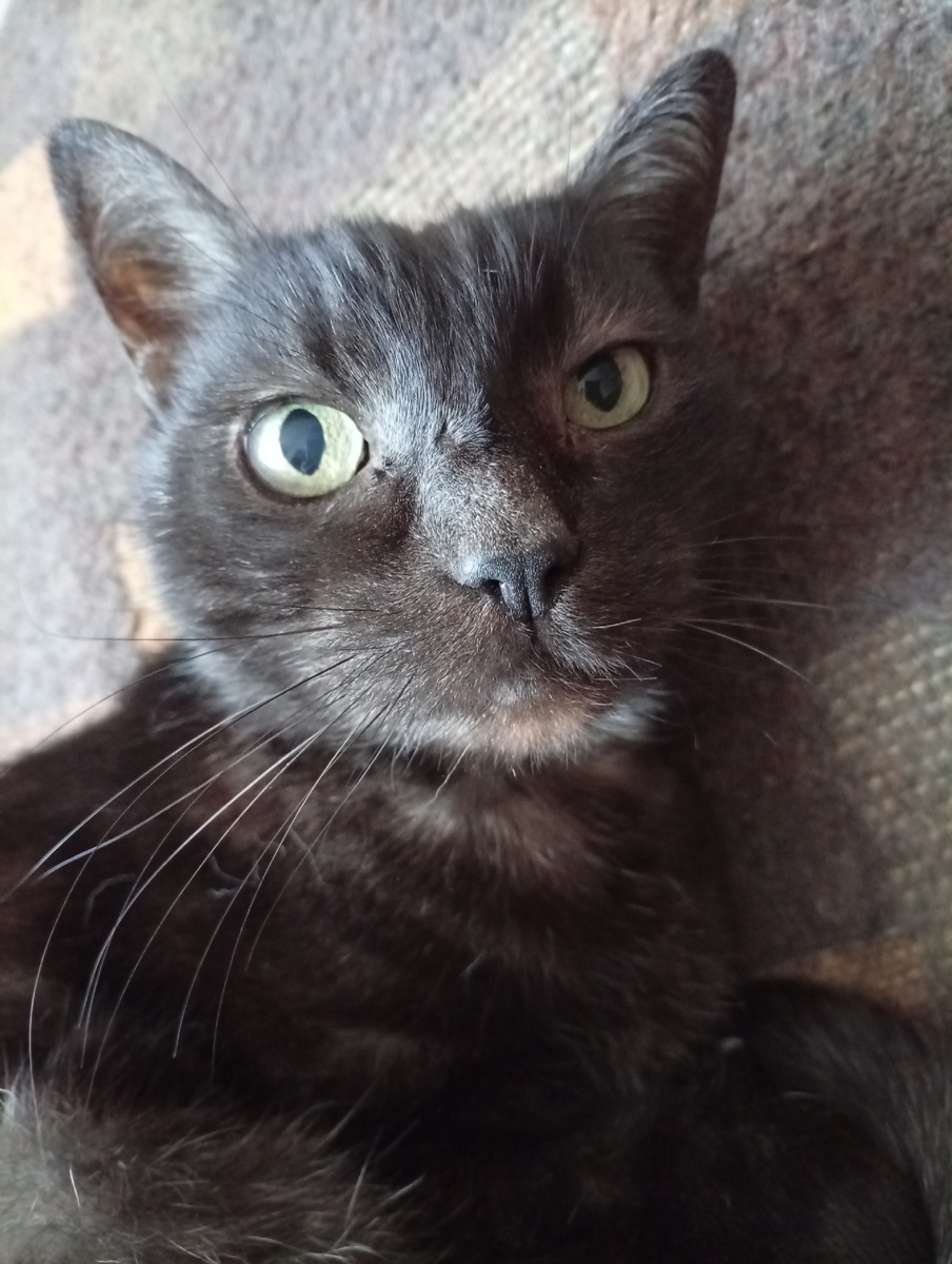 Кот Марс. 17 лет. Чистокровный дворянин. В смысле - подобран во дворе.